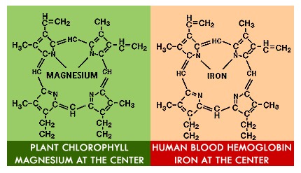 chlorofyl-hemoglobine-chlorella