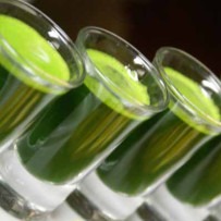 Phyto Shots