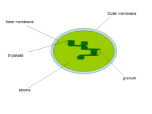 Chlorofyl